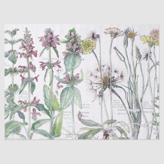  katten Bloembloem Vloeiend wild Weefpapier Tissuepapier (Voorkant)