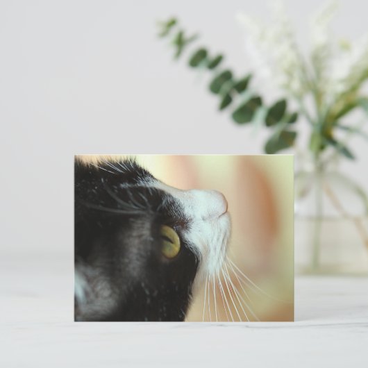 Katten Briefkaart (Staand voorkant)