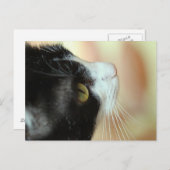 Katten Briefkaart (Voorkant / Achterkant)