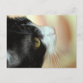 Katten Briefkaart (Voorkant)