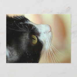 Katten Briefkaart