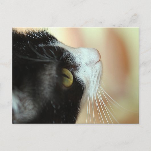 Katten Briefkaart (Voorkant)