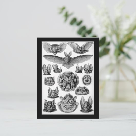 Katten! Briefkaart (Staand voorkant)