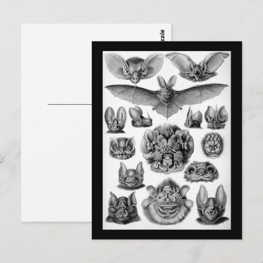 Katten! Briefkaart (Voorkant / Achterkant)