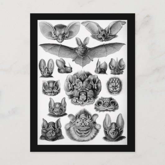 Katten! Briefkaart (Voorkant)