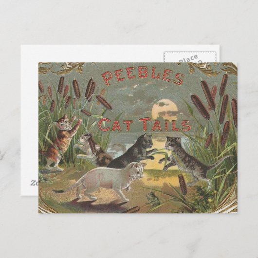Katten Briefkaart (Voorkant / Achterkant)