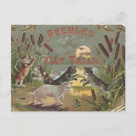 Katten Briefkaart (Voorkant)