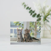 Katten Briefkaart (Staand voorkant)