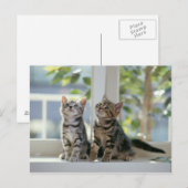Katten Briefkaart (Voorkant / Achterkant)