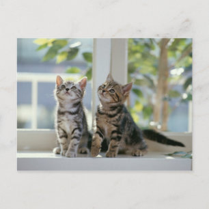 Katten Briefkaart