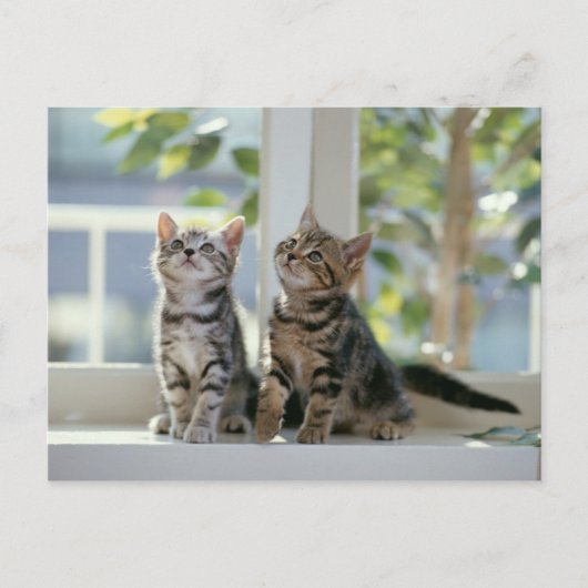 Katten Briefkaart (Voorkant)