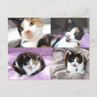 Katten Briefkaart