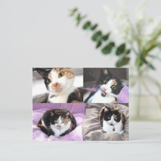 Katten Briefkaart (Staand voorkant)