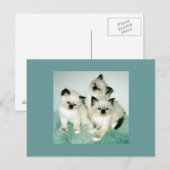 Katten Briefkaart (Voorkant / Achterkant)