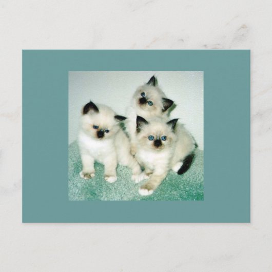 Katten Briefkaart (Voorkant)