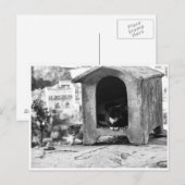 katten briefkaart (Voorkant / Achterkant)