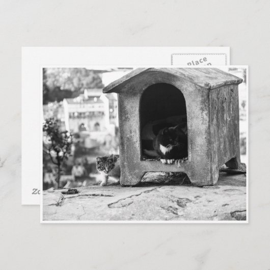  katten briefkaart (Voorkant / Achterkant)