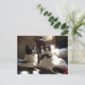katten briefkaart (Staand voorkant)