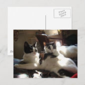 katten briefkaart (Voorkant / Achterkant)