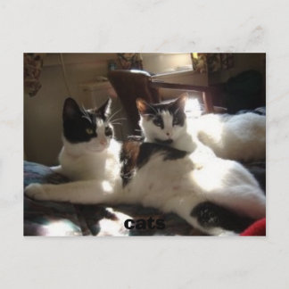 katten briefkaart