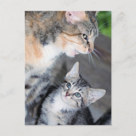 Katten Briefkaart