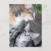 Katten Briefkaart (Voorkant)