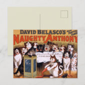 katten briefkaart (Voorkant / Achterkant)