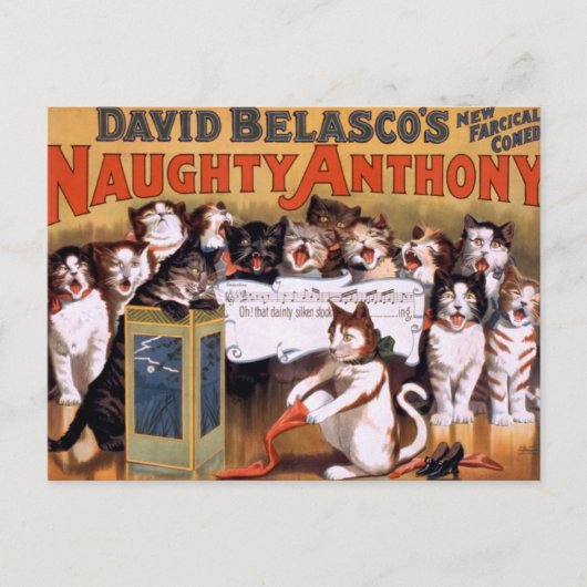 katten briefkaart (Voorkant)