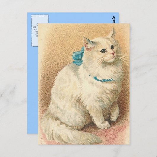  katten briefkaarten (Voorkant / Achterkant)