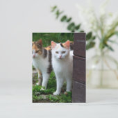 Katten buiten aan het spelen briefkaart (Staand voorkant)