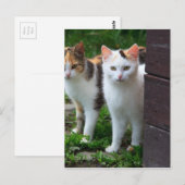 Katten buiten aan het spelen briefkaart (Voorkant / Achterkant)