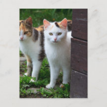 Katten buiten aan het spelen