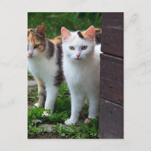 Katten buiten aan het spelen briefkaart (Voorkant)