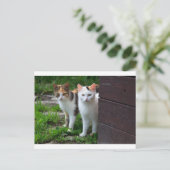 Katten buiten aan het spelen briefkaart (Staand voorkant)