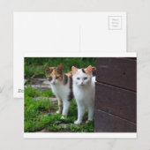 Katten buiten aan het spelen briefkaart (Voorkant / Achterkant)