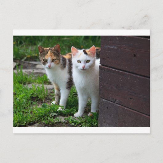 Katten buiten aan het spelen briefkaart (Voorkant)