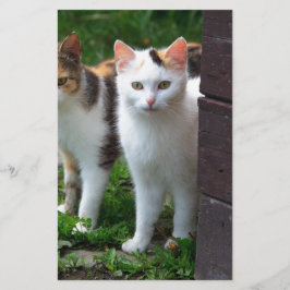 Katten buiten aan het spelen briefpapier