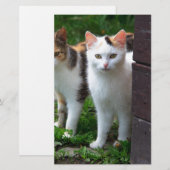 Katten buiten aan het spelen briefpapier (Voorkant / Achterkant)