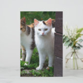 Katten buiten aan het spelen briefpapier (Staand voorkant)