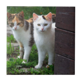 Katten buiten aan het spelen tegeltje