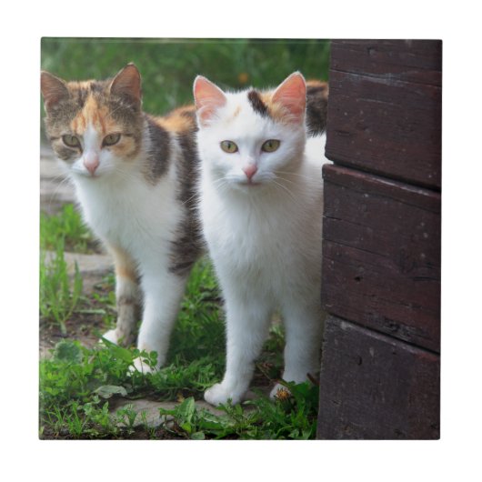 Katten buiten aan het spelen tegeltje (Voorkant)