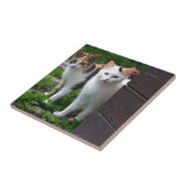 Katten buiten aan het spelen tegeltje (Zijkant)
