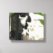 Katten