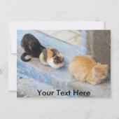  katten, Chefchaouen, Marokkaanse kaart (Voorkant)