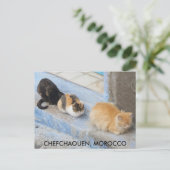 Katten, Chefchaouen, Marokko Briefkaart (Staand voorkant)