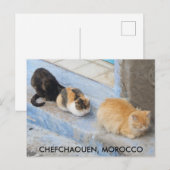 Katten, Chefchaouen, Marokko Briefkaart (Voorkant / Achterkant)