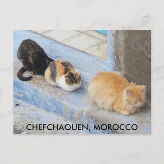 Katten, Chefchaouen, Marokko Briefkaart (Voorkant)