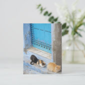 Katten, Chefchaouen, Marokko Briefkaart (Staand voorkant)
