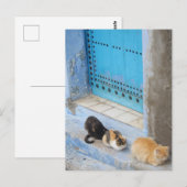 Katten, Chefchaouen, Marokko Briefkaart (Voorkant / Achterkant)