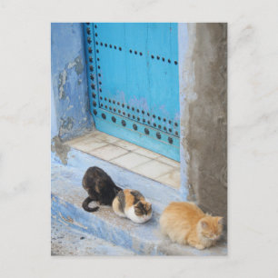 Katten, Chefchaouen, Marokko Briefkaart